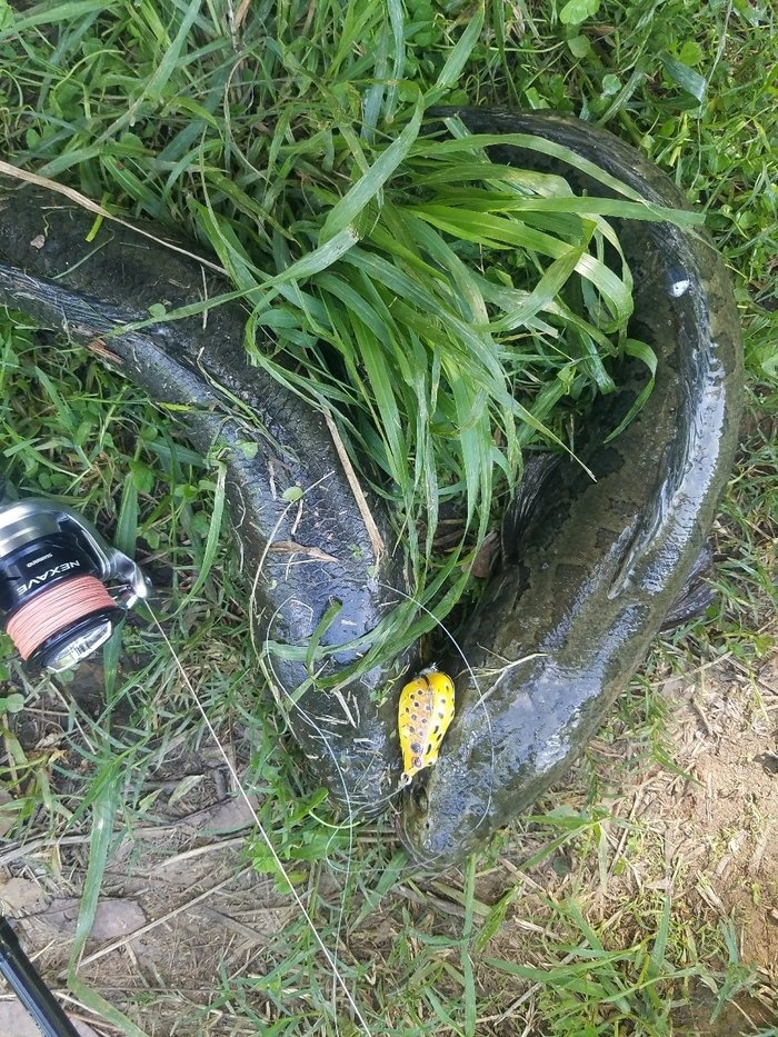 夏季雨后路亚黑鱼钓最佳时机攻略